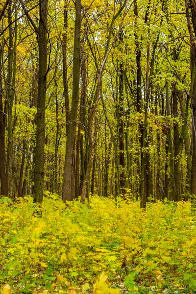 Foto de floresta de outono laranja com folhas — Fotografia de Stock