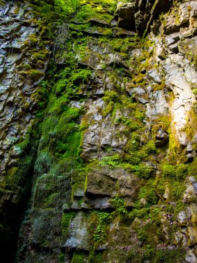Fotoğraf Karpat Dağları'nda taze yeşil yosun kaplı ıslak taş