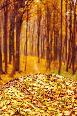 Yaprakları ve yol ile turuncu sonbahar orman fotoğrafı