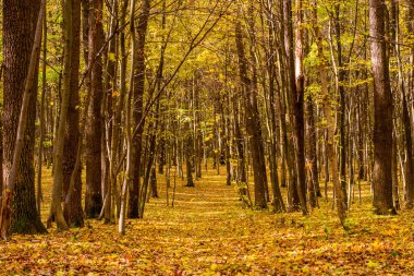 Yaprakları ve yol ile turuncu sonbahar orman fotoğrafı