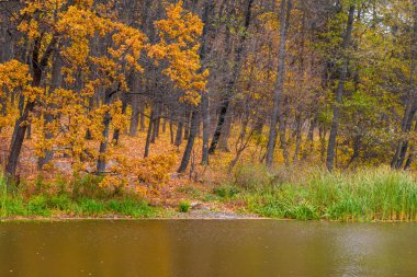 Fotoğraf göl yakınındaki yapraklarla turuncu sonbahar orman