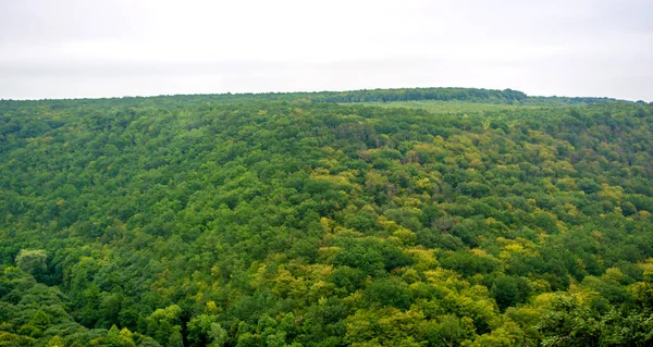 Foto do panorama verde da floresta vista aérea em dia saturado — Fotografia de Stock