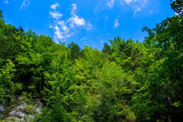 Foto de bosque verde sobre roca en las montañas Cárpatos —  Fotos de Stock