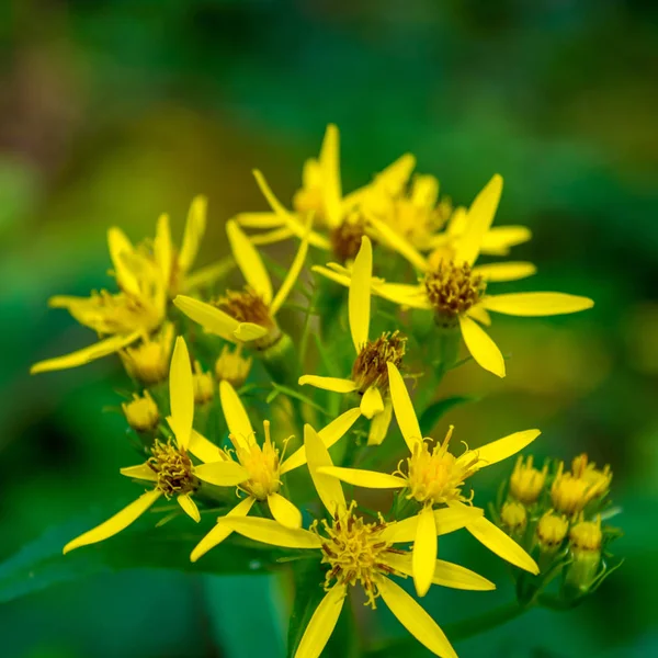 カルパティア山脈で黄色の野生の花の写真 — ストック写真