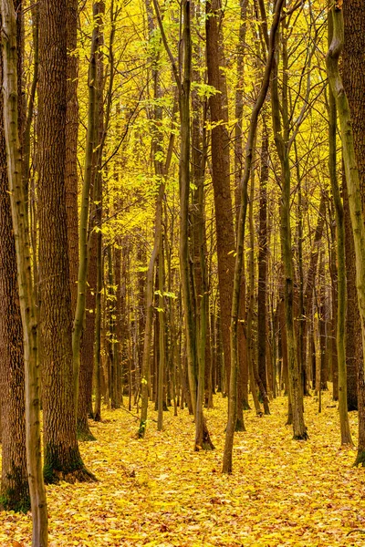 Foto de floresta de outono laranja com folhas — Fotografia de Stock