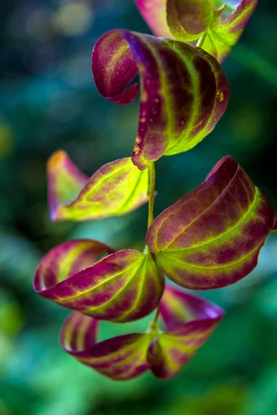 カルパティア山脈の緑紫の野生の植物の写真 — ストック写真