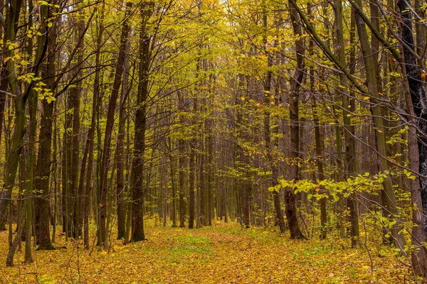 Foto de floresta de outono laranja com folhas e estrada — Fotografia de Stock