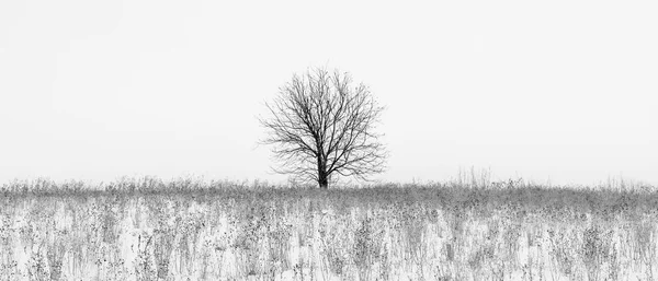 Foto di albero invernale con campo coperto di neve — Foto Stock