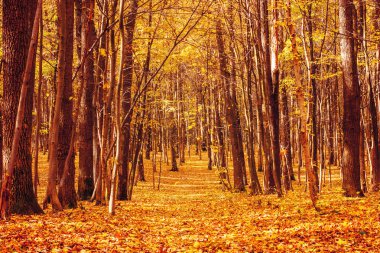 Yaprakları ve yol ile turuncu sonbahar orman fotoğrafı