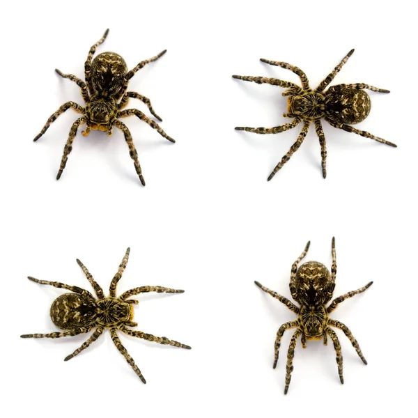 Photo of Lycosa singoriensis, black hair tarantulas isolated on white background — Stock Photo, Image