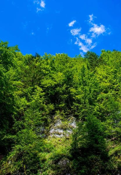 Foto av gröna skogen på sten i Karpaterna — Stockfoto