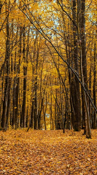 Foto de floresta de outono laranja com folhas e estrada — Fotografia de Stock