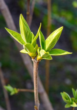 Bir genç ağaç dalı koyu arka plan üzerinde fotoğrafı