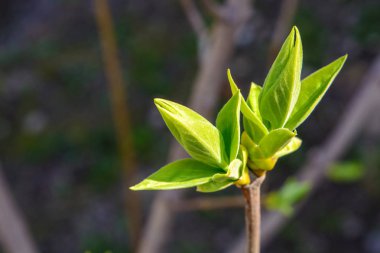 Bir genç ağaç dalı koyu arka plan üzerinde fotoğrafı