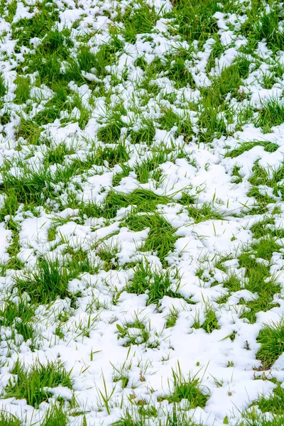 Foto van groen gras na vallende sneeuw in de lente — Stockfoto