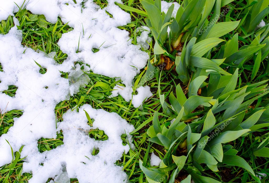 Photo of green grass after falling snow in spring