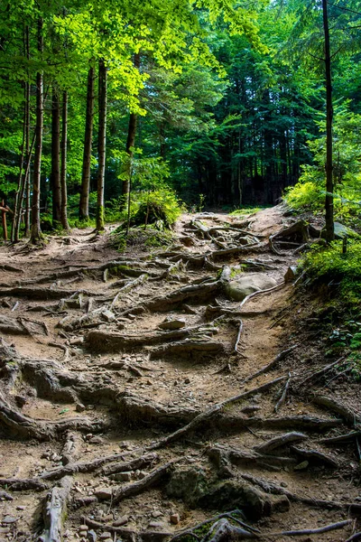 Foto de camino de tierra en el bosque en las montañas de los Cárpatos —  Fotos de Stock