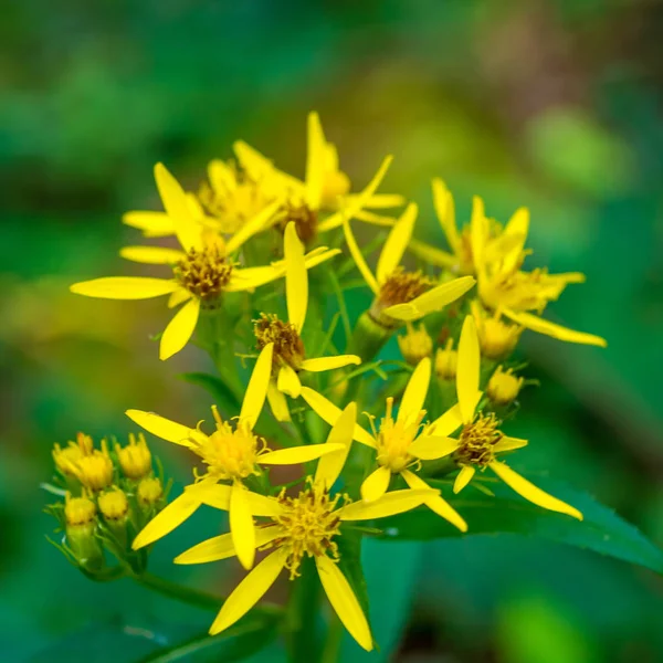 カルパティア山脈で黄色の野生の花の写真 — ストック写真
