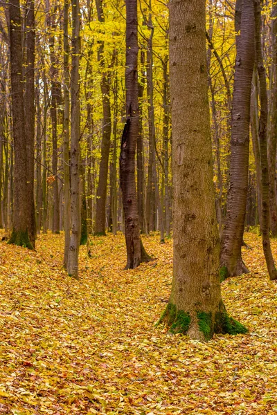 Foto de floresta de outono laranja com folhas — Fotografia de Stock