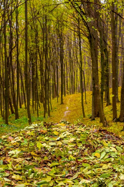 Φωτογραφία: πορτοκαλί φθινόπωρο δάσος με φύλλα και δρόμο — Φωτογραφία Αρχείου