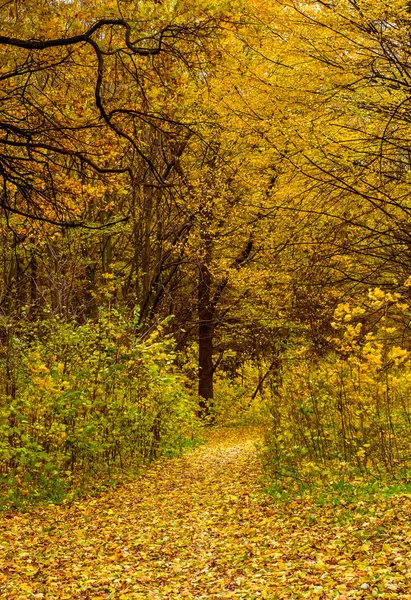 Foto de floresta de outono laranja com folhas e estrada — Fotografia de Stock