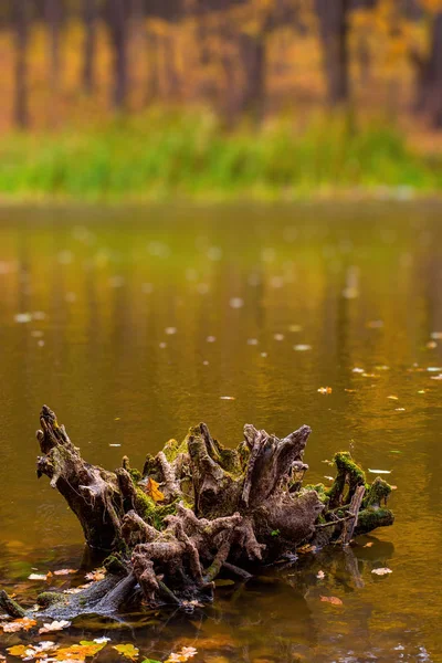 오렌지가 숲에서 호수에 나무 등 걸의 사진 — 스톡 사진