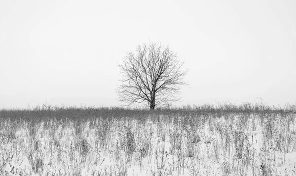 Foto di un albero senza foglie sul campo coperto di neve in inverno — Foto Stock