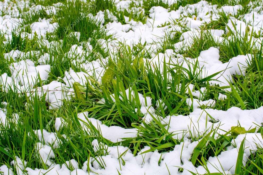 Photo of green grass after falling snow in spring