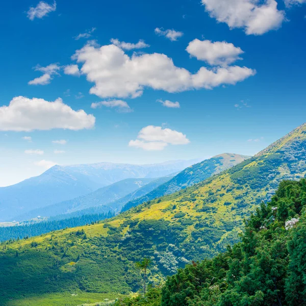 喀尔巴阡山脉夏季美丽的绿色草地和小山的照片 — 图库照片