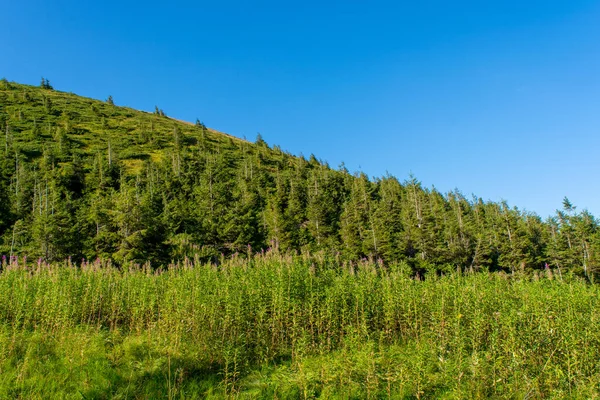 Foto Van Prachtig Groen Mistig Dik Karpaten Bos Zomerdag Bergen — Stockfoto