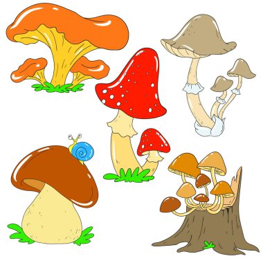Orman mantar topluluğu. Cantharellus cibarius, mantar, mantarı, beyaz mantar. Miselyum vektör mantar