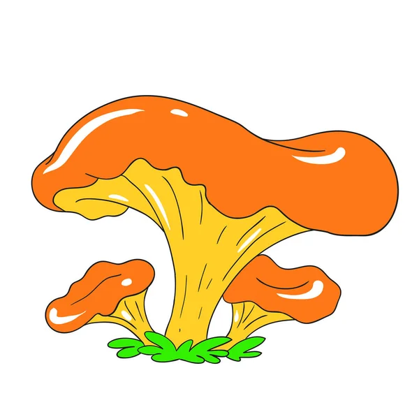 Champignon comestible chanterelle forêt. Mycélium Vector Champignon — Image vectorielle