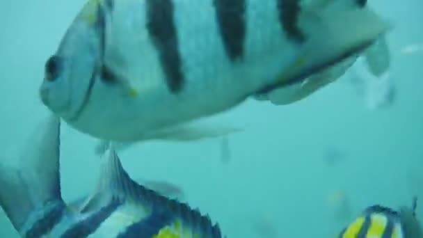 Fisch in sanur, bali — Stockvideo