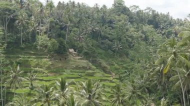 Bali Ubud pirinç terasları