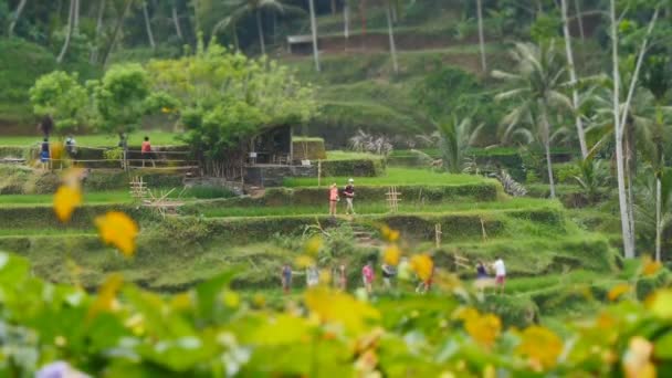 Terrazas de arroz en Ubud, Bali — Vídeo de stock