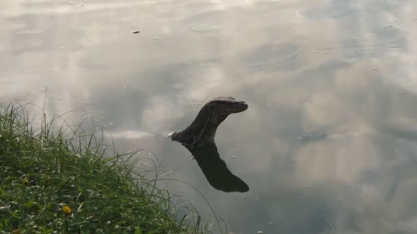 Övervaka ödla i Lumpini Park, Bangkok — Stockvideo