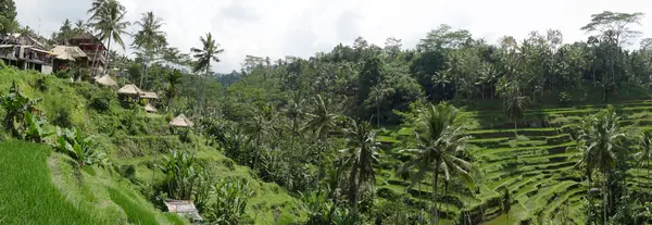 Bali Ubud pirinç terasları