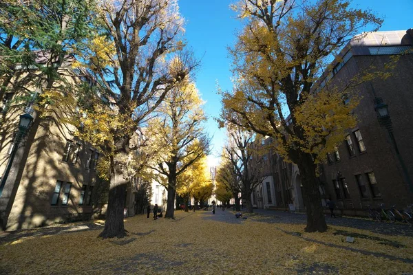 东京的秋天。(日本东京大学.) — 图库照片