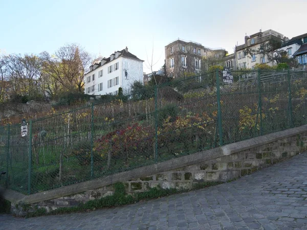 Vingård i Montmartre — Stockfoto