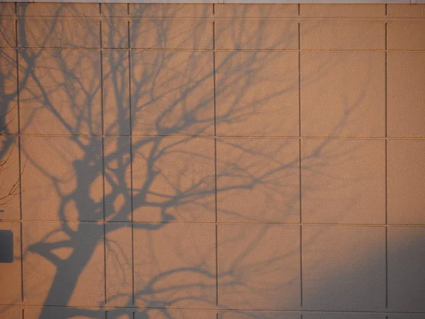 Árvore Sombra em uma parede na luz da manhã — Fotografia de Stock