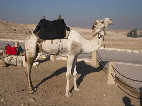 Camel for sightseeing near Khufu pyramid Royalty Free Stock Photos