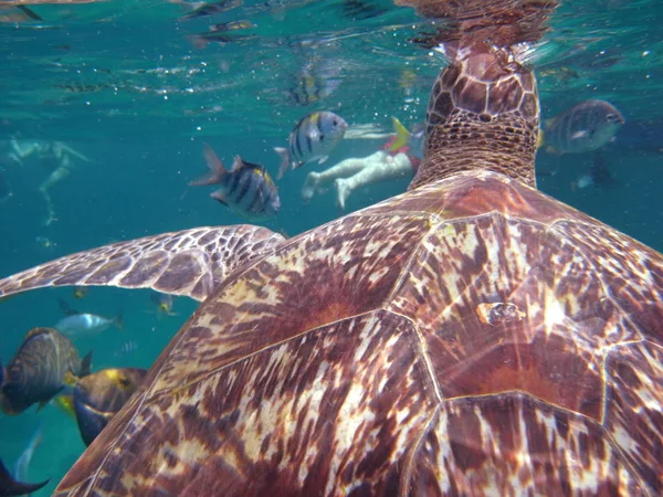 Green Turtle (Chelonia mydas) at Similan island, Thailand — Stock Photo, Image