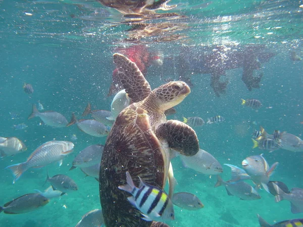 Green Turtle (Chelonia mydas) at Similan island, Thailand — Stock Photo, Image