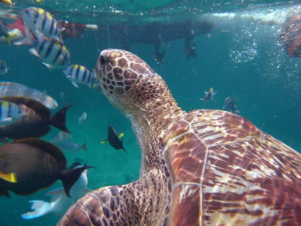 Green Turtle (Chelonia mydas) at Similan island, Thailand — Stock Photo, Image