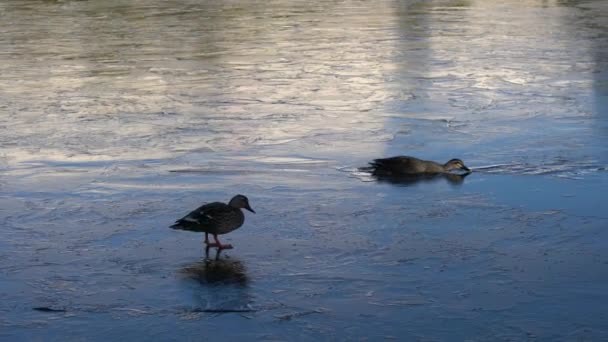 Le canard tombe dans la glace de l'étang à moitié gelé 
