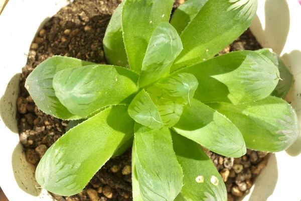 Haworthia obtusa (planta suculenta ) — Fotografia de Stock
