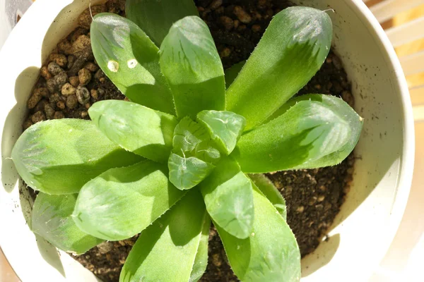 Haworthia obtusa (planta suculenta) ) —  Fotos de Stock
