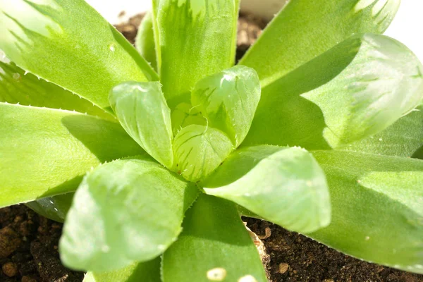 Haworthia obtusa (planta suculenta) ) — Foto de Stock