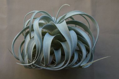 Tillandsia xerographica view from side clipart