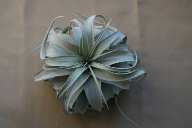 Tillandsia xerographica üst görünümden